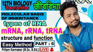 Types of RNA  mRNA rRNA tRNA structure amp function  WBCHSE Class 12 Biology Chapter 6 in bengali [upl. by Llenod973]