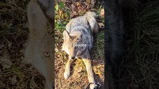 coyotetrapping likeandsubscribe [upl. by Arikihs]