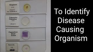 Identify Common DiseaseCausing Organism 12th bio practical no 14 cbse gseb [upl. by Bajaj]