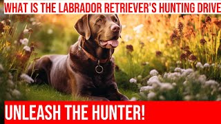 Exploring the Hunting Drive of Labrador Retrievers [upl. by Chlores]