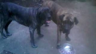 Fila Brasileiro and Presa Canario Dog fight at it again [upl. by Rivalee]