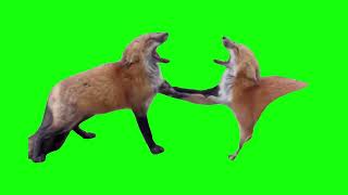 Laughing Foxes  Green Screen [upl. by Lonna]