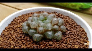 20장 하월시아 레투사 옵투사haworthia cooperiretusa [upl. by Paten138]