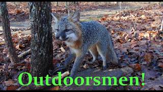 2018 TrappingDay 17 WE TRAPPED A GRAY FOX [upl. by Dorette541]