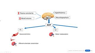 Vassopressin and desmopressin Hormones of posterior pituitary gland [upl. by Doersten]