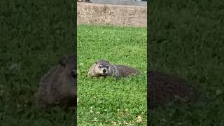 🦦 ¿Qué es lo que come la MARMOTA  Marmota monax [upl. by Mari769]