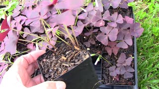 How To Propagate Oxalis Triangularis And Make Lots And Lots Of Them [upl. by Ade]