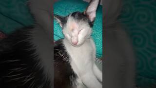 Appu khale Ghumai 😶😶shortstaniaakter000 shortsvideo catvideos catlover funnycatvideos [upl. by Atekehs]