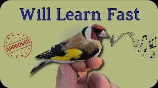 Make Your Birds Learn This European Goldfinch Singing [upl. by Salahi]