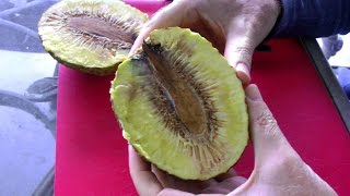 The Breadfruit Tree and Fruit  Artocarpus altilis  Video [upl. by Yliram]