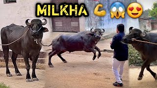 DUMDAR JHOTA 😨Mera Pura JHOTA Milkha Mujhe Mil Gya 😰Itna Takatwar Ho Gya Lekin Papa Se Drr Gya😍 [upl. by Anatollo]