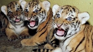 Cute newborn Tiger cubs Amazing video of Siberian tigers [upl. by Levy]