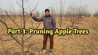 Part 3 Pruning Apple trees  MM106  MM111 M7  Seedling  TemperateFarming [upl. by Seaddon]