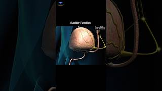 Bladder Function  Neurological Control LearnWithMusawir [upl. by Phyllida]