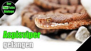 Aspisviper gefangen und umgesiedelt [upl. by Nimad]