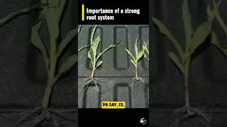 The Importance of a STRONG Root System [upl. by Latoya]