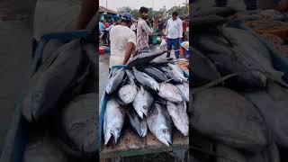 Vizag fishing harbour విశాఖపట్నం చేపల వాణిజ్య కేంద్రం 4k fishing fyp [upl. by Custer]