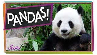 The Problem With Pandas  Animal Science for Kids [upl. by Bonar]