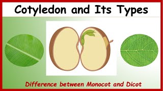 What is Cotyledon Difference between Monocotyledon amp Dicotyledon with Examples  Monocot Vs Dicot [upl. by Innavoeg401]