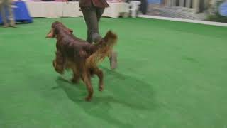 Internazionale San Marino 10 dicembre 2023 Crufts 2024 qualification [upl. by Teddi]