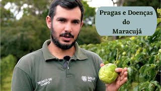 Como identificar e controlar as principais PRAGAS e DOENÇAS de MARACUJÁ [upl. by Akieluz965]