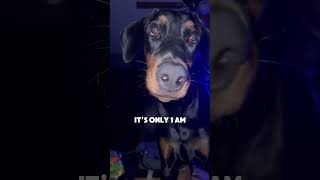 Yes I think he sounds like Jasper the Doll dog funny doberman doglover dogshorts dogs [upl. by Adley]