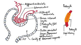 STRUCTURE OF MALPIGHIAN BODY HUMAN PHYSIOLOGY CH 19 PART 9 [upl. by Silenay554]