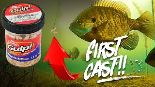 Testing Berkley Gulp Maggots The Ultimate Bluegill Bait [upl. by Frieder]