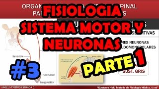 Video de Fisiologia Sistema Motor y Reflejos  Huso Muscular  Motoneuronas [upl. by Axel602]