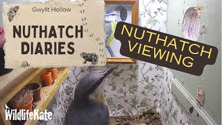 Jan 28  Nuthatch viewing [upl. by Wiggins]