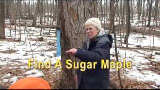 Wehr Nature Center Maple Sugar Days [upl. by Naitsabas]