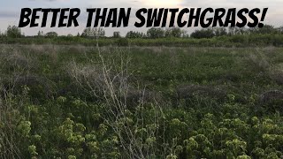 FROM BARE DIRT TO DEER BEDDING Can anything beat switchgrass Absolutely [upl. by Edac53]