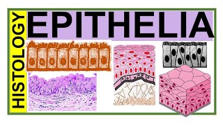 Chp3 Histology Inder Bir Singh  EPITHELIA  Histology of Epithelial Tissue  Histology [upl. by Suirad950]