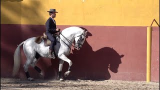 10 Coudelaria Manuel D‘Assunção Coimbra Herds [upl. by Hanahs]