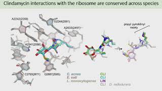 Molecular Mechanism of Protein Synthesis Inhibition in Cutibacterium acnes by Clindamycin [upl. by Cline]