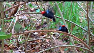 Long Series of Displays for Tawnycapped Female April 5 2018  Lancetailed Manakin Cam [upl. by Sanfred]