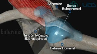 🌟EXAMEN DE LAS EXTREMIDADES SUPERIORES🌟 [upl. by Annairdna]