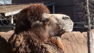 Bactrian Camel  Warning  Closeups are a little disgusting [upl. by Malena]