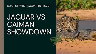 Jaguar vs Caiman Showdown Roar of a Wild Jaguar in Mato Grosso Brazil [upl. by Pincus693]