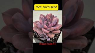 rare Korean succulents [upl. by Aikemahs405]