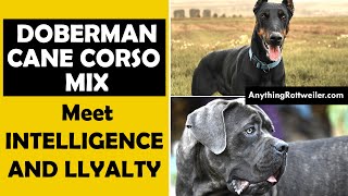 Doberman Cane Corso Mix Where Intelligence and Loyalty Meet [upl. by Asyar]