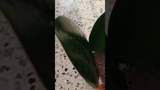 Rubber plant propagation from leaf [upl. by Elvina34]