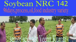 Soybeanसोयाबीन NRC 142 Soya process oilfood industry variety [upl. by Anauqal850]