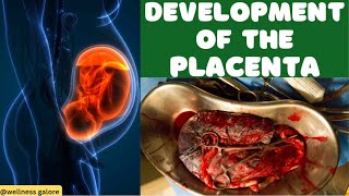 How the Placenta Develops and Functions During Labor and Delivery  Embryology Explained [upl. by Leamhsi]