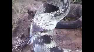 Blacktailed rattlesnake Crotalus molossusa venomous pit viper wild close encounter [upl. by Eadie]