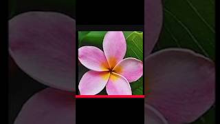 Drawing easiest flower 🌺shortvideo easy youtube jyotiartcornor beginners kids [upl. by Enahpad]