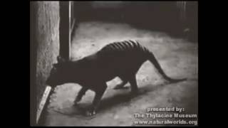 Thylacine footage circa 1930 [upl. by Krever]