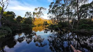 Fly Fishing Adventure Fishing For Trout Redfin Perch And Goldfish [upl. by Beckman]