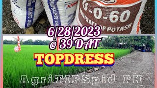 Part1 TOPDRESSING  39 DAT Before PI Panicle Initiation 10 kilos per 1K Sqm or 2bags Inorganic Fert [upl. by Yelraf]