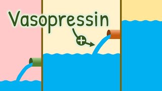 Mechanism of Action of Vasopressin  How Antidiuretic Hormone Increases Water Reabsorption [upl. by Jezrdna]